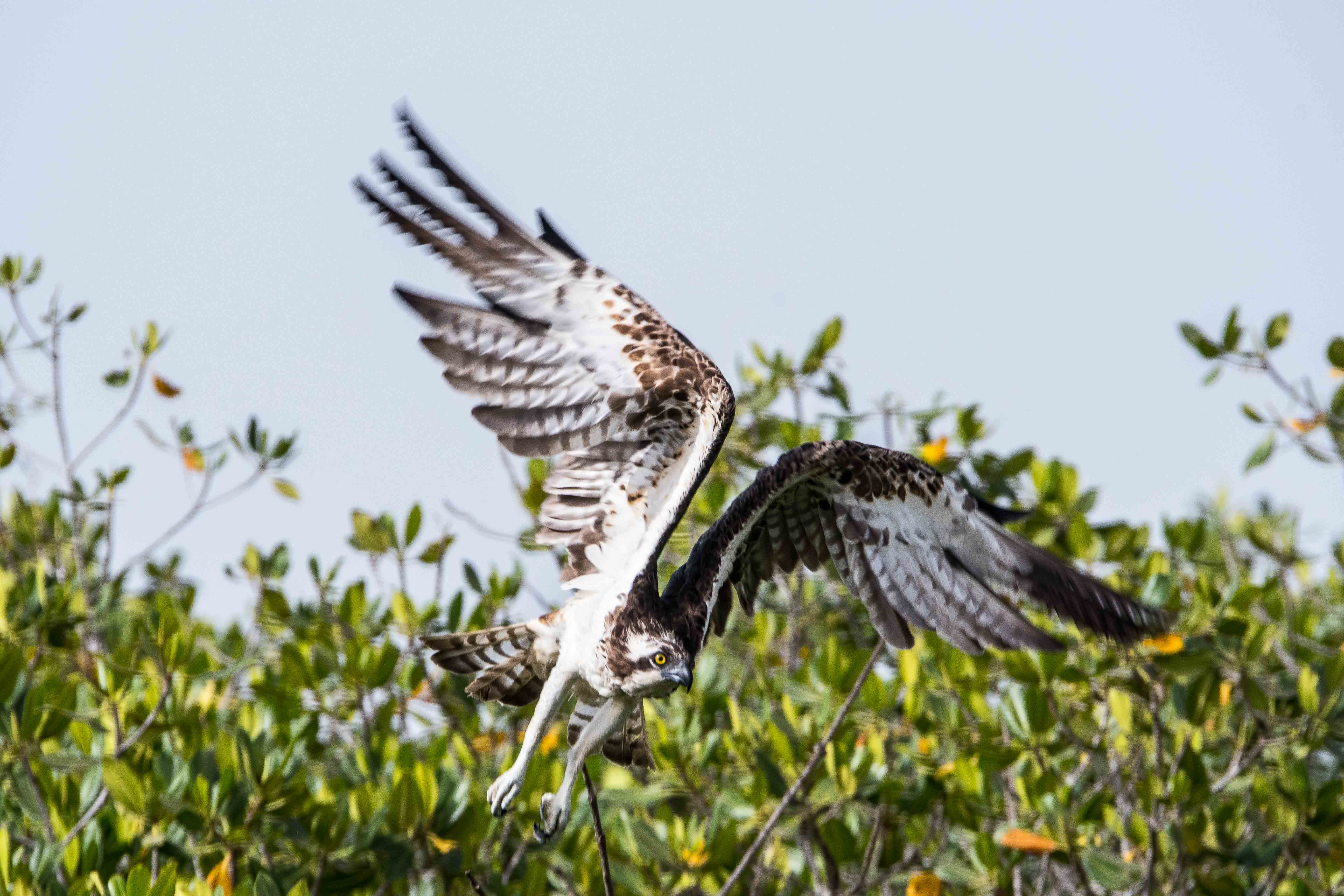 Balbuzard Pêcheur Juvénile (Osprey, Pandion Haliaetus) envol depuis la mangrove, Réserve Naturelle d'Intérêt Communautaire de la Somone, Sénégal.
